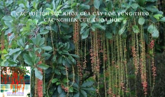 Các lợi ích sức khỏe của cây lộc vừng theo các nghiên cứu khoa học