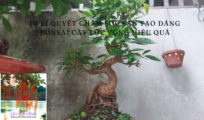 10 Bí Quyết Chăm Sóc Sau Tạo Dáng Bonsai Cây Lộc Vừng Hiệu Quả