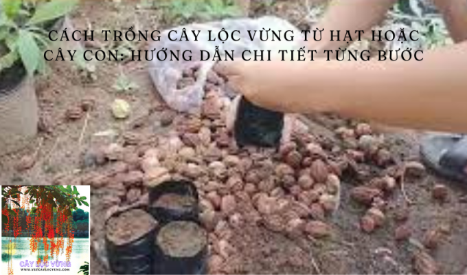 Cách trồng cây lộc vừng từ hạt hoặc cây con: Hướng dẫn chi tiết từng bước