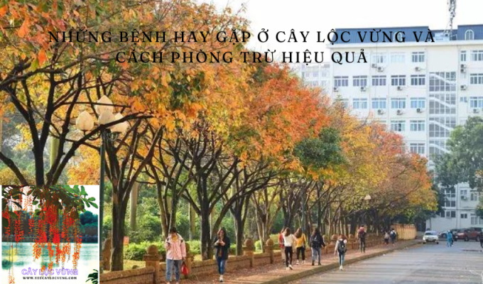 Những bệnh hay gặp ở cây lộc vừng và cách phòng trừ hiệu quả