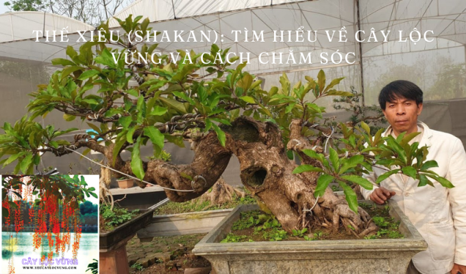 Thế Xiêu (Shakan): Tìm hiểu về cây Lộc Vừng và cách chăm sóc