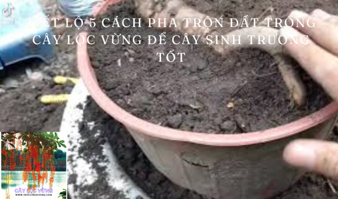 Tiết lộ 5 cách pha trộn đất trồng cây Lộc Vừng để cây sinh trưởng tốt