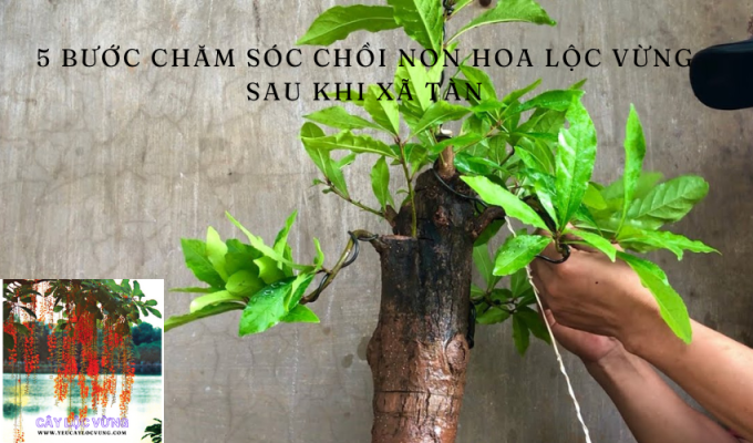 5 bước chăm sóc chồi non hoa lộc vừng sau khi xã tàn