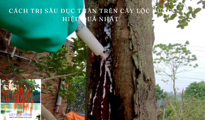 Cách trị sâu đục thân trên cây lộc vừng hiệu quả nhất