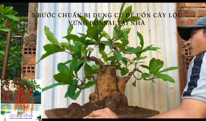 5 bước chuẩn bị dụng cụ để uốn cây Lộc Vừng Bonsai tại nhà