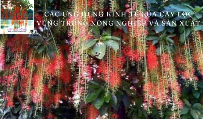 Các ứng dụng kinh tế của cây Lộc Vừng trong nông nghiệp và sản xuất