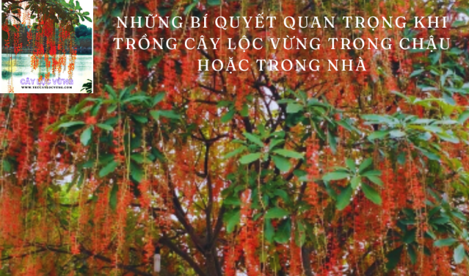 Những bí quyết quan trọng khi trồng cây Lộc Vừng trong chậu hoặc trong nhà