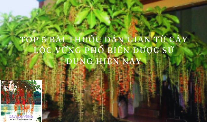 Top 5 bài thuốc dân gian từ cây Lộc Vừng phổ biến được sử dụng hiện nay